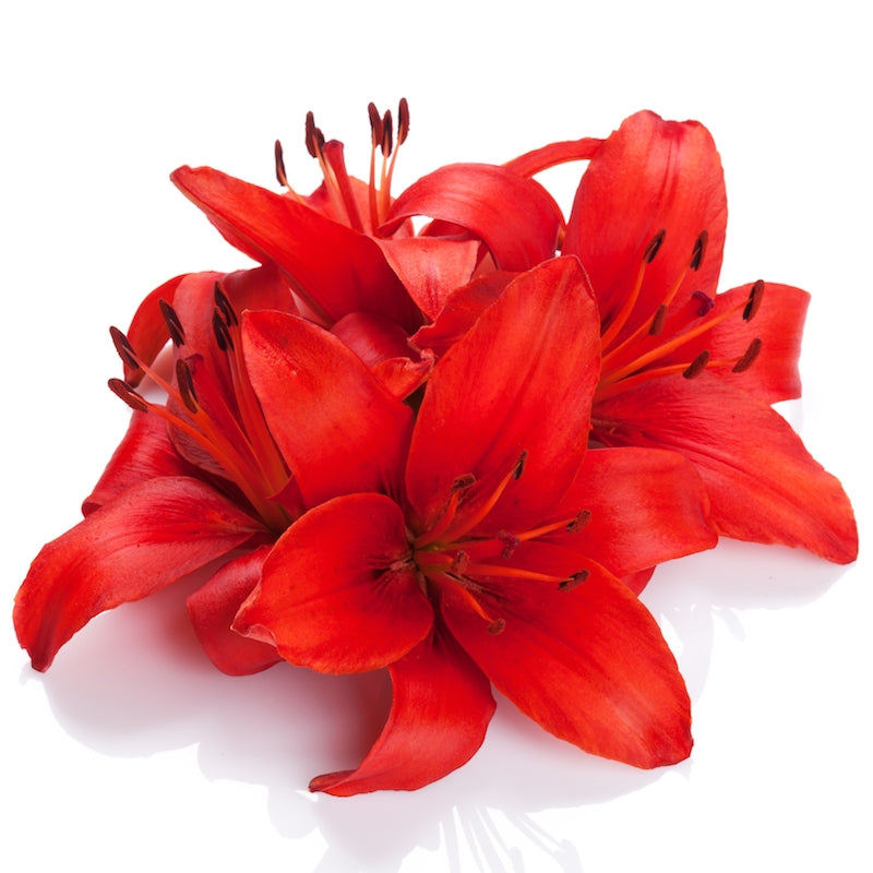 Red Hybrid Lily