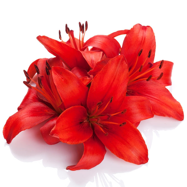 red asiatic lily bouquet Asiatic Hybrid