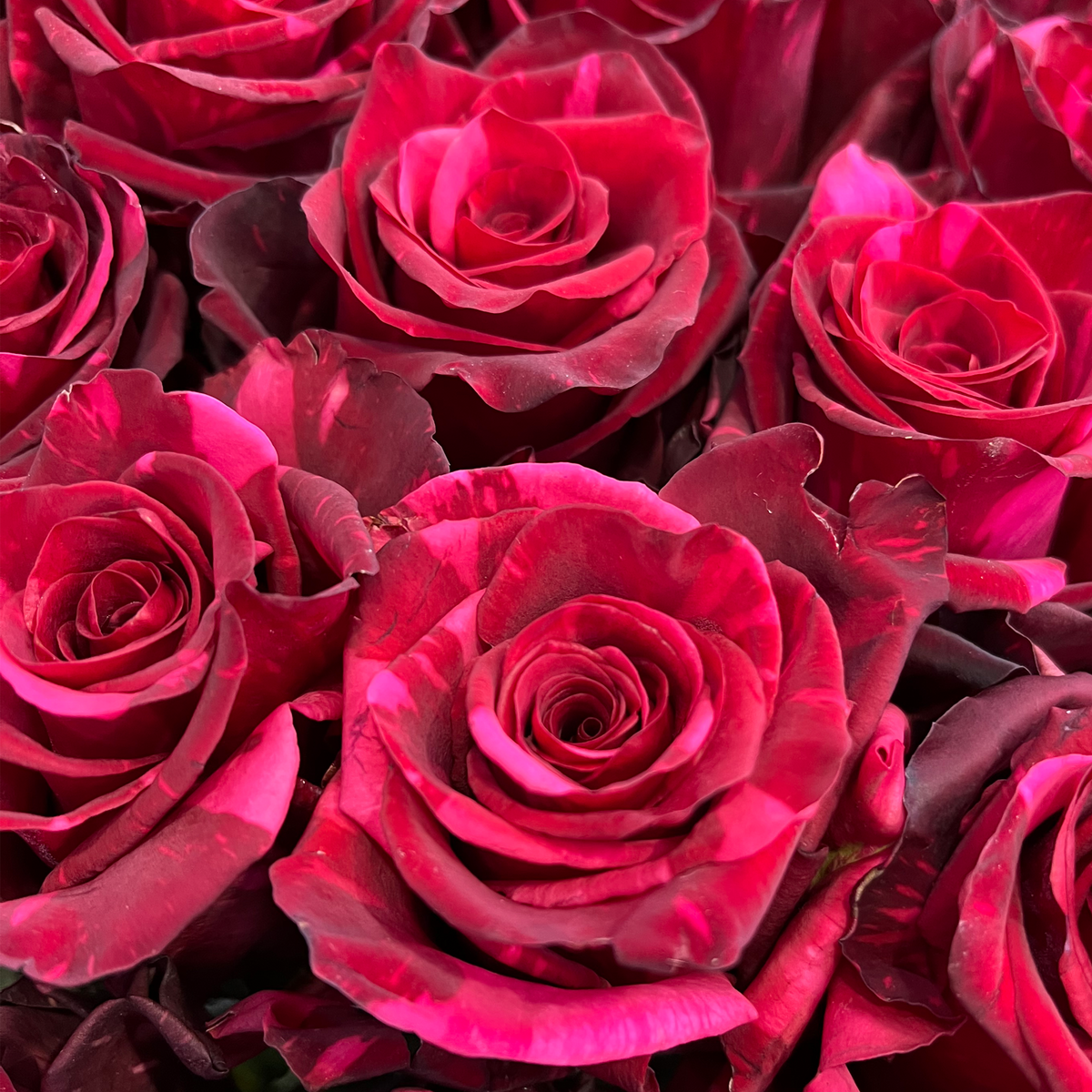 Prepy Roses Dark Red Dark red roses for sale - Deep red roses - Flower Explosion