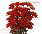 Red Cushion Poms
