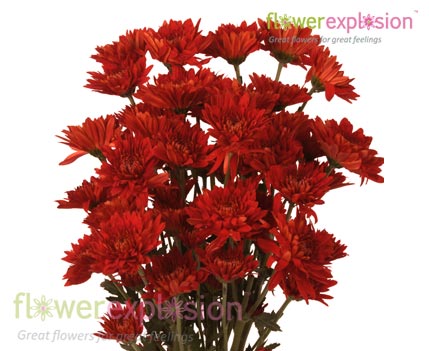 Red Cushion Poms