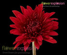 Red Cushion Poms