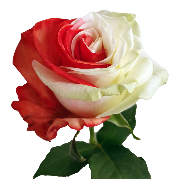 Red And White Tinted Roses - Bicolor Roses Online | Flower Explosion