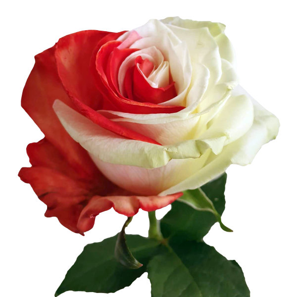 Red and White Tinted Roses - Bicolor Roses Online | Flower Explosion