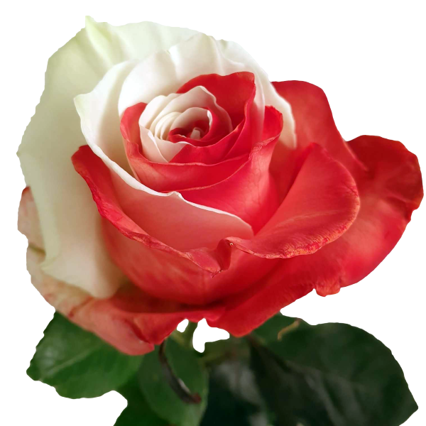 Red and White Tinted Roses - Bicolor Roses Online | Flower Explosion