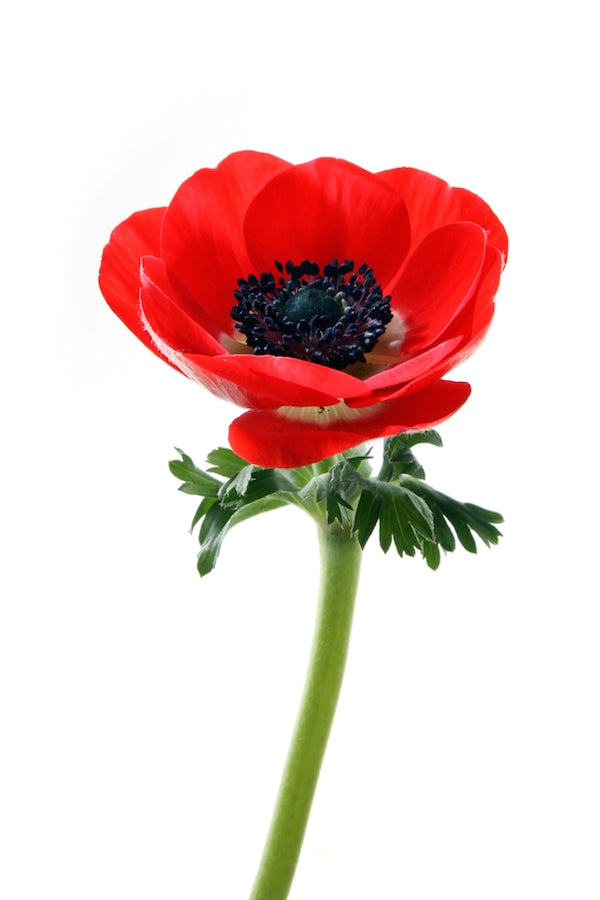 Red Anemone