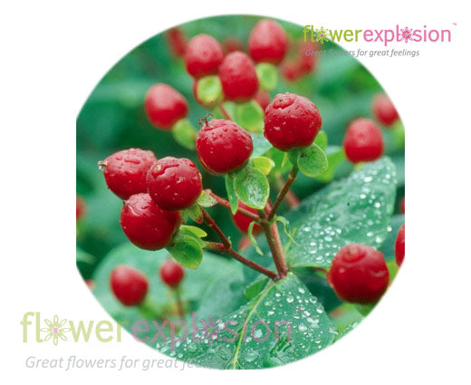 Hypericum Rouge Red Hypericum Berries