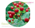 Red Hypericum Filler