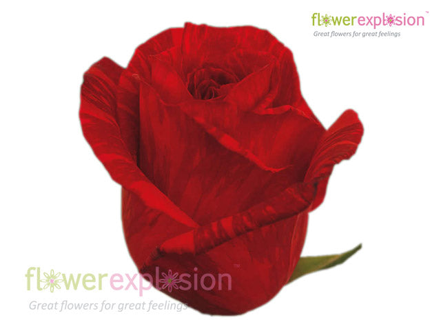 Red Intuition Rose Shurb