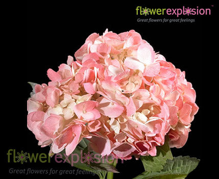 Tinted Pink Regular Hydrangea – Flower Explosion