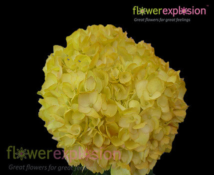 Tinted Yellow Regular Hydrangea – Flower Explosion
