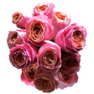 Rosa Loves Me Garden Roses
