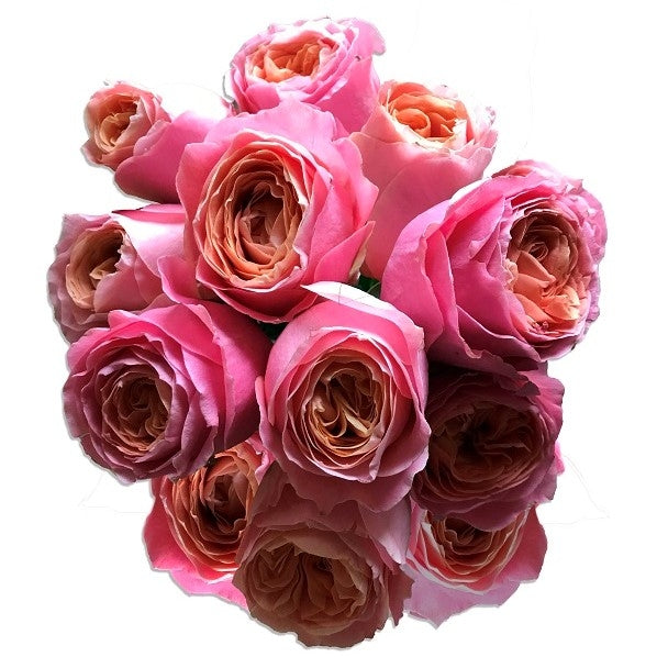 Rosa Loves Me | Peach and Pink Garden Rose - Exclusive Flowers Online ...