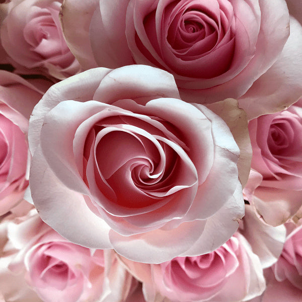Novia Rose - Light Pink Roses Online Explosion Flower 