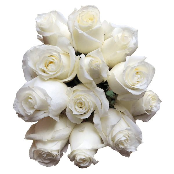 Pure White Roses