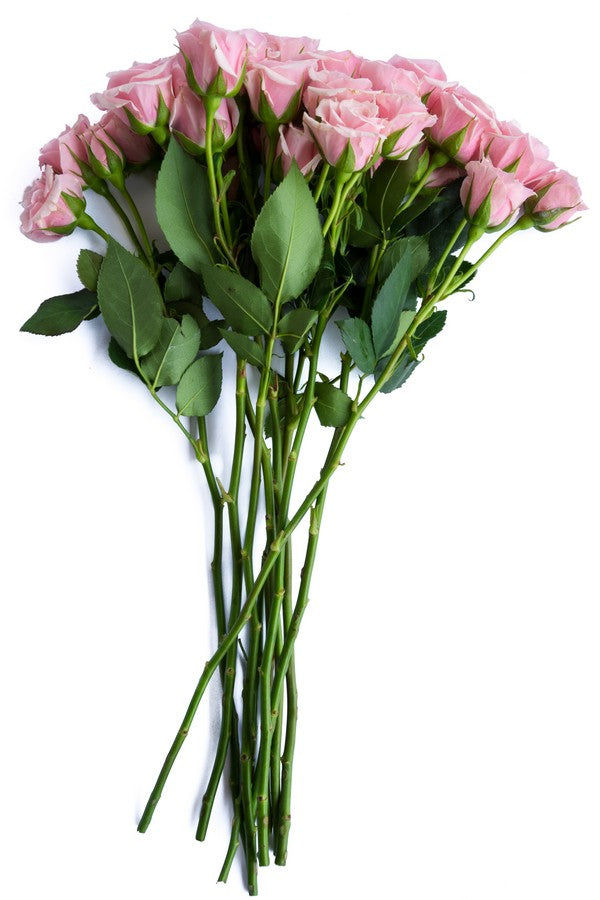 Hot Pink Roses 50 cm - Fresh Cut - 100 Stems, Size: 50 cm / 20 in