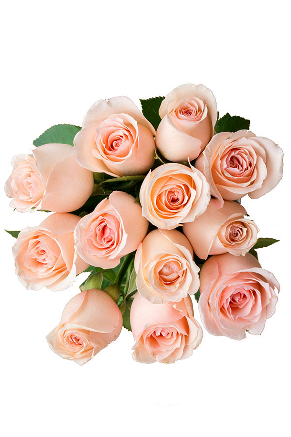 Engagement Pink Rose
