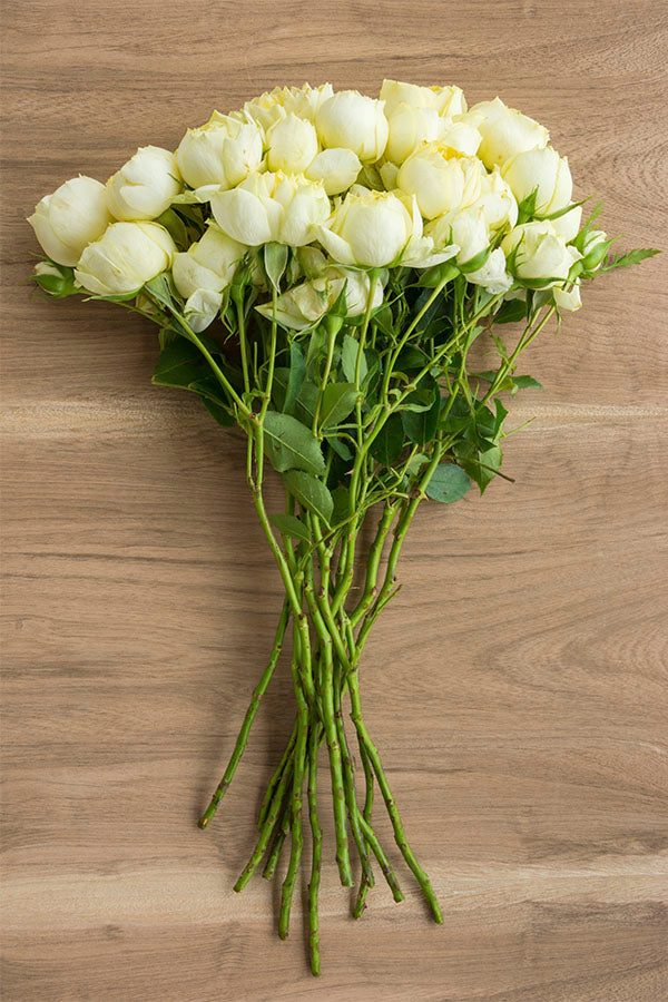 Creamy White | Spray Garden Rose – Flower Explosion