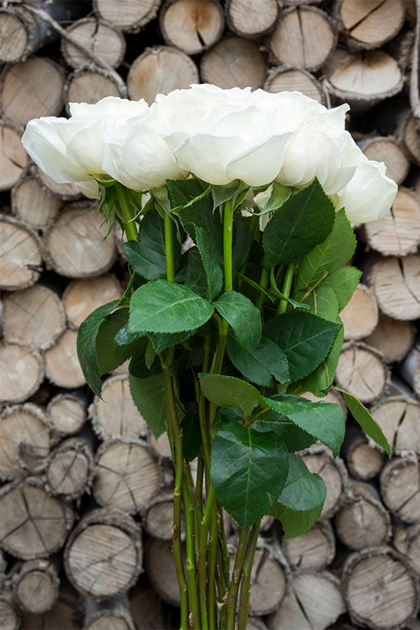 Jeanne Moreau Garden Rose