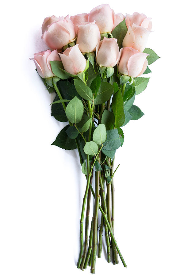 Engagement Pink Rose