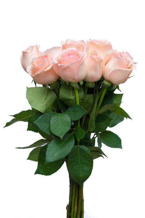 Engagement Pink Rose