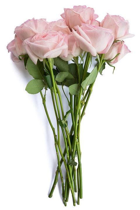 Light Pink Roses - Wholesale Roses - Flower Explosion