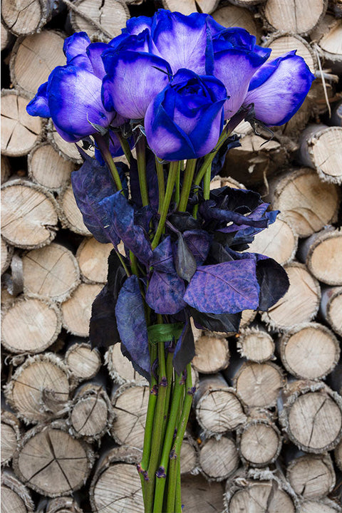 100 Roses Purple Tinted Purple Roses | Purple Roses for Sale – Flower Explosion