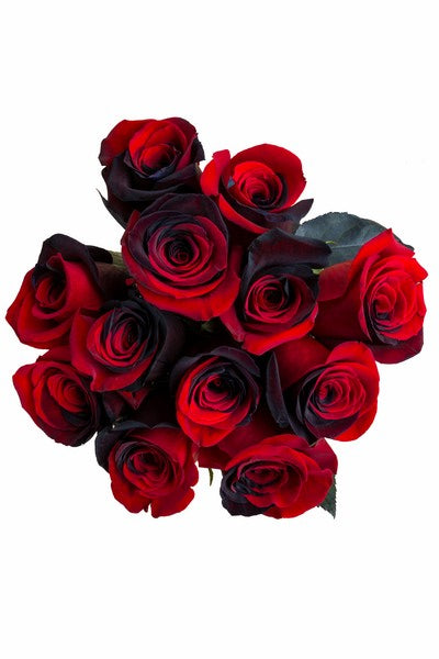 Red and Black Tinted Roses - flowerexplosion.com