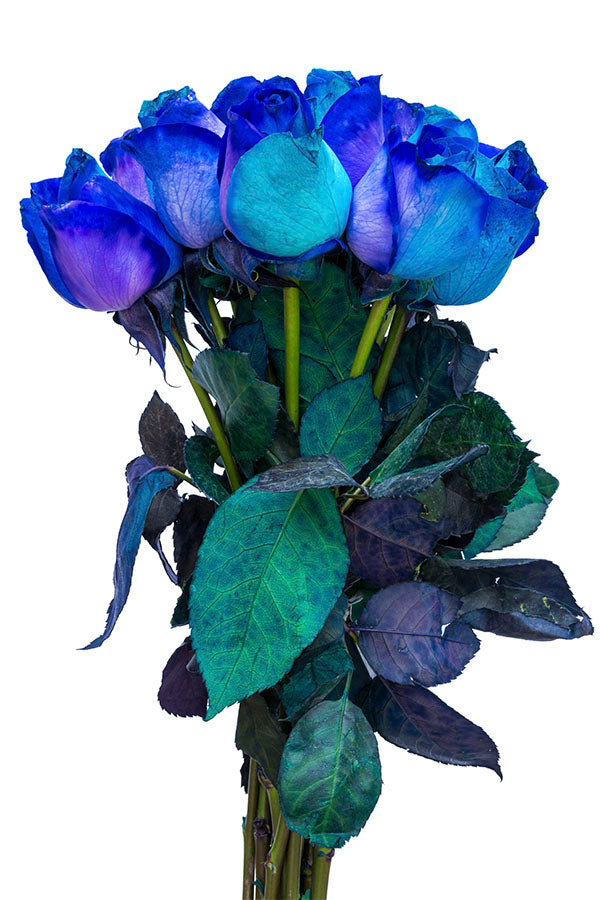 Blue roses for sale - Buy cheap blue roses - Flower Explosion