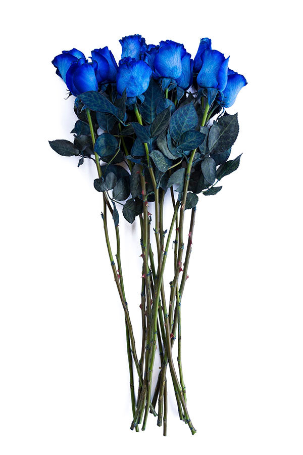 Blue Tinted Roses