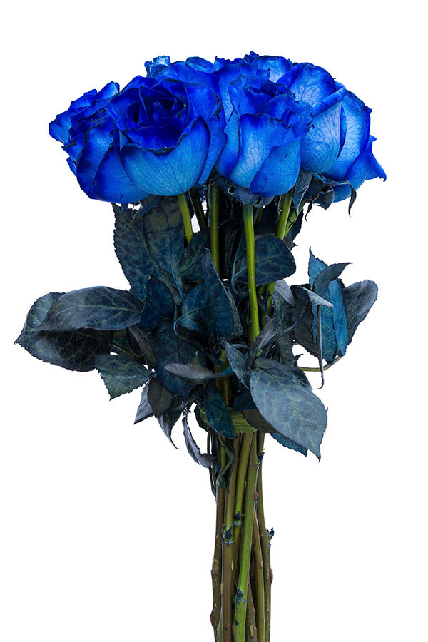Blue Tinted Roses