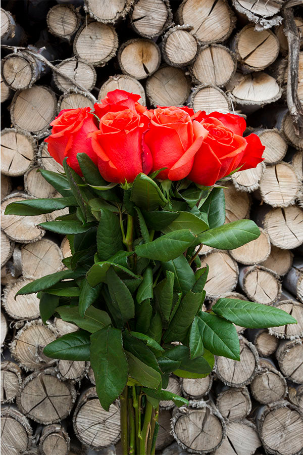 Star 2000 Rose