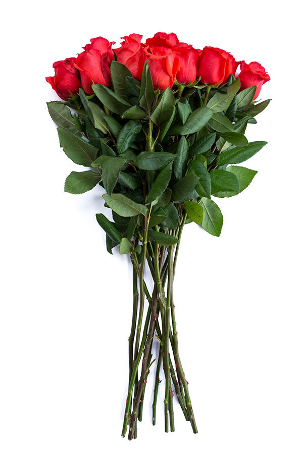 Star 2000 Rose