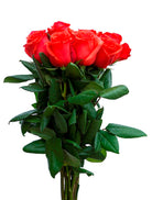 Star 2000 Rose