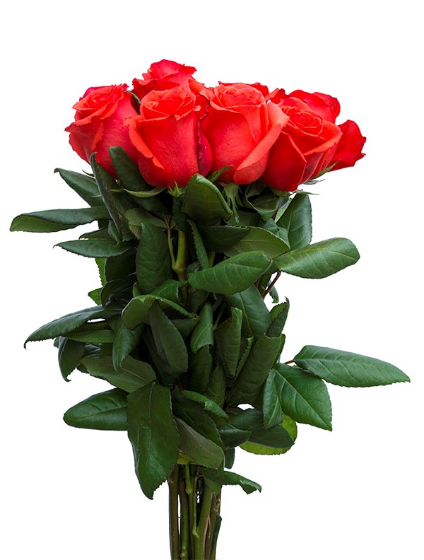 Star 2000 Rose