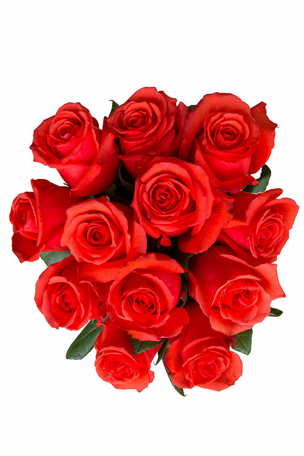 Star 2000 Rose