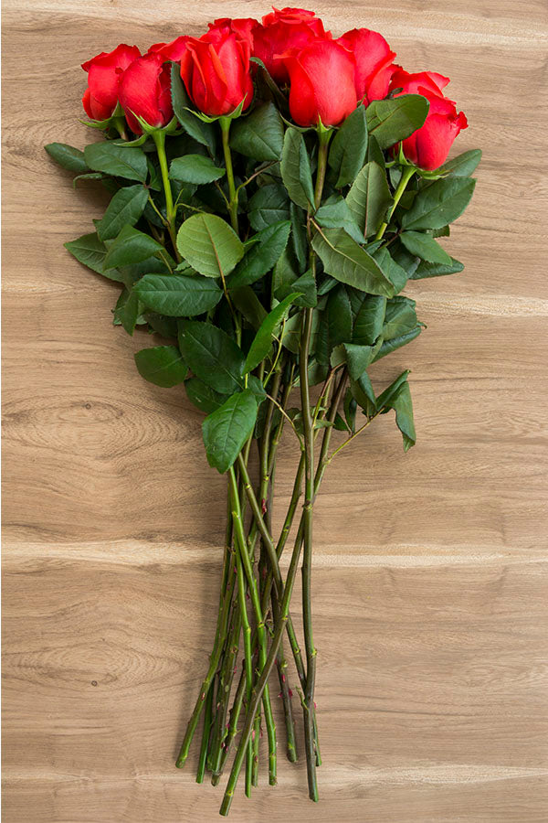Star 2000 Rose