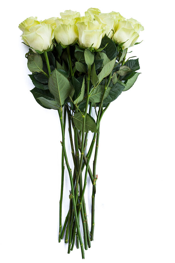 Mondial White Rose | Wedding Roses | Bulk White Roses – Flower Explosion