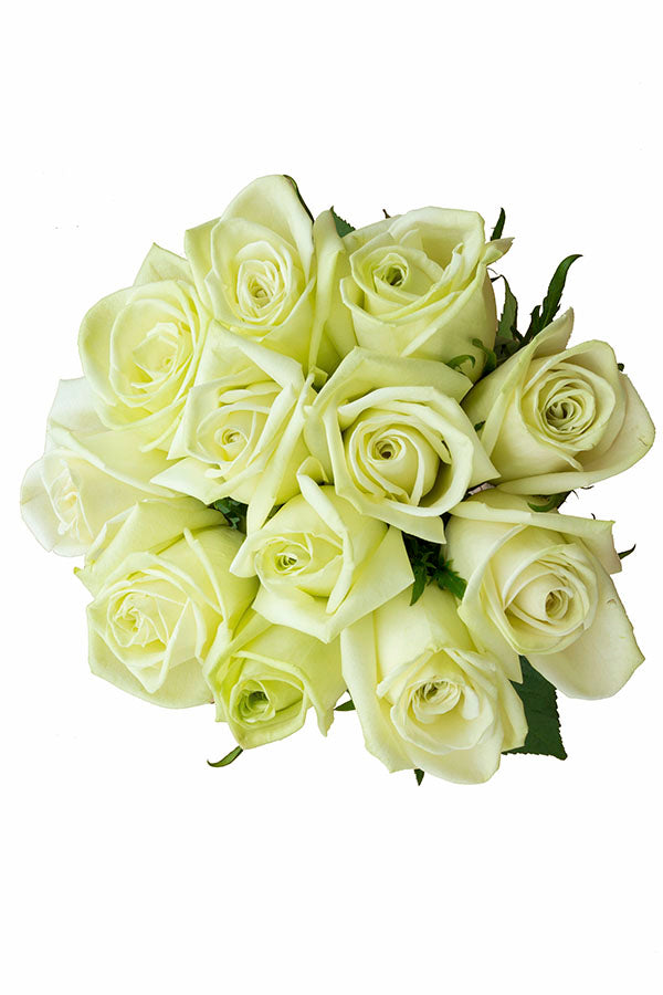 Mondial White Rose | Wedding Roses | Bulk White Roses – Flower Explosion