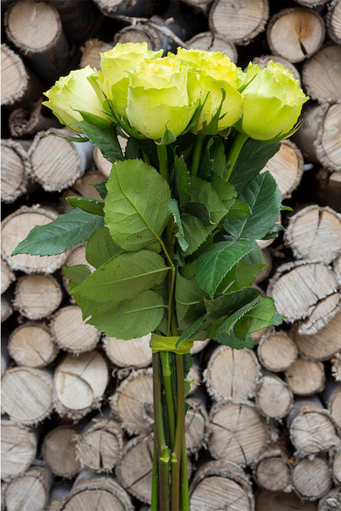 Green roses for sale - Buy green roses - Flower Explosion