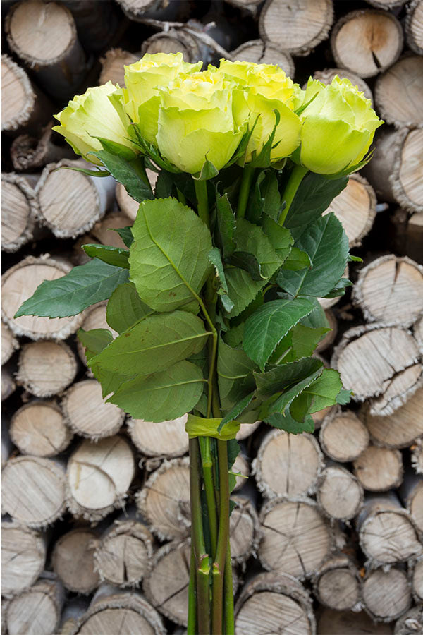 Limbo Green Rose