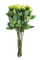 Limbo Green Rose