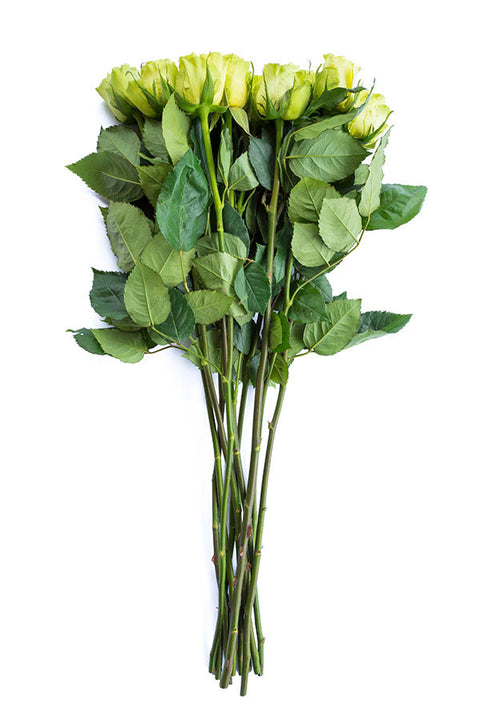 Green roses for sale - Buy green roses - Flower Explosion