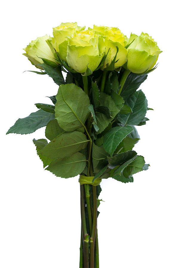 Green roses for sale - Buy green roses - Flower Explosion