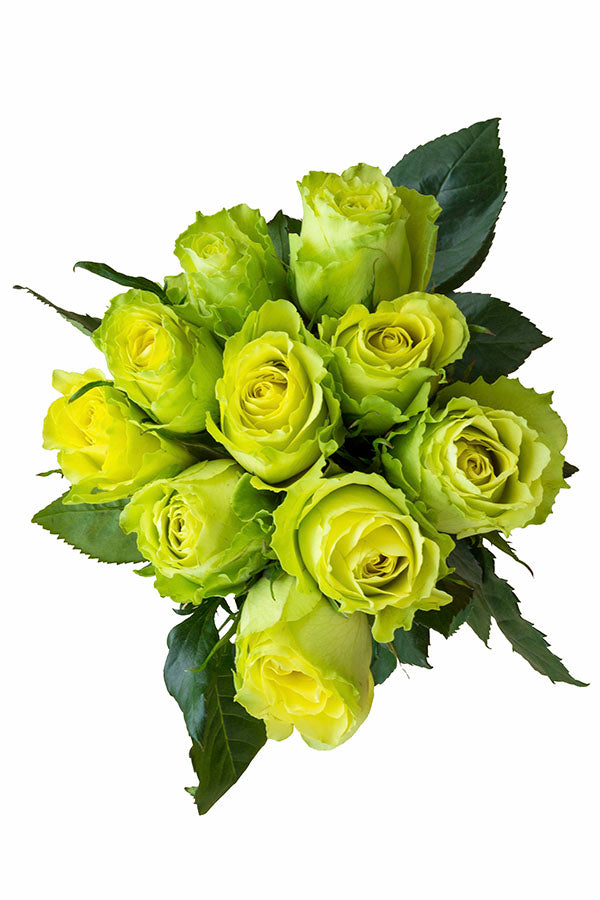 Limbo Green Rose