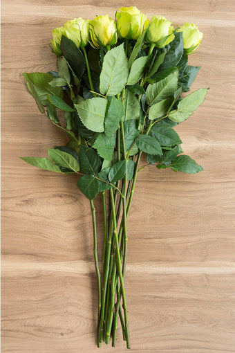 Green roses for sale - Buy green roses - Flower Explosion