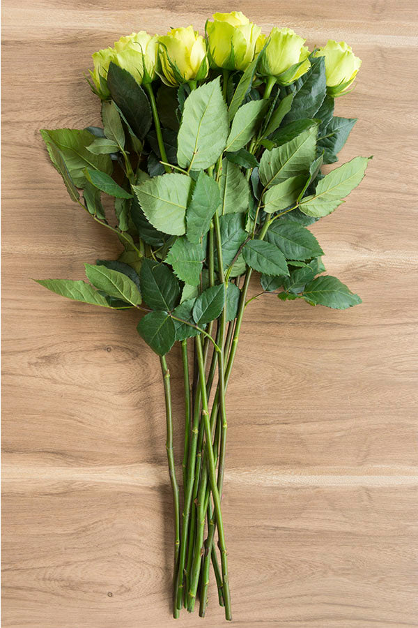 Limbo Green Rose