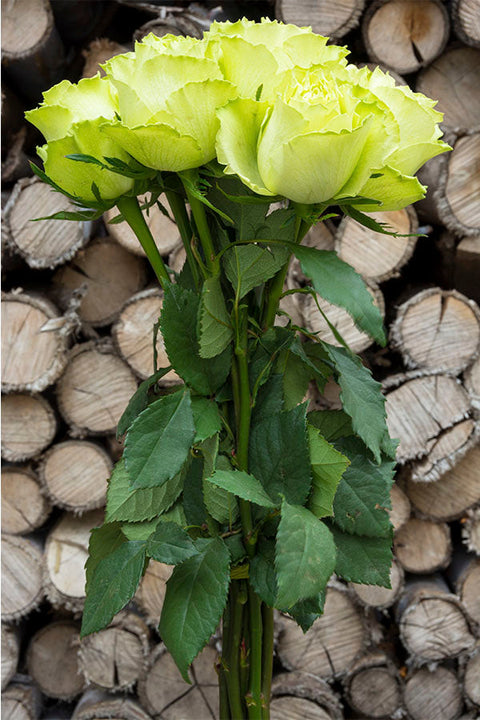 Green Packaged Roses Green roses for sale - Buy green roses - Flower Explosion