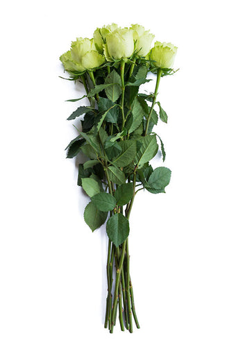 Green roses for sale - Buy green roses - Flower Explosion