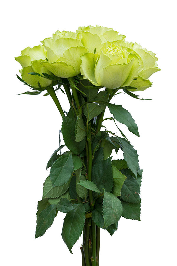 Green Garden Rose – Flower Explosion